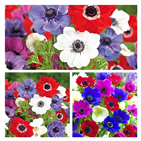 Anemone De Caen x 20 Flower Bulbs/Corms Size 3/4 Pretty Mixed Flowers.Easy to Grow