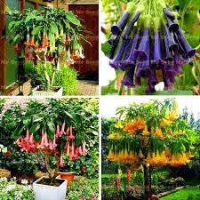 Nuovi semi freschi di Brugmansia da 65 pezzi fiore Aachondra