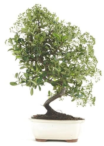 Bonsái Espino de Fuego Natural Planta para Decorar el Hogar Árbol Pyracantha