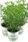 3er Set Cola-Strauch, Cola-Kraut im Topf, Artemisia abrotanum var. Maritima, frische Coca-Cola Pflanze direkt aus der Gärtnerei Enseleit