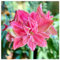 PAKCELL Amaryllis zwiebeln kaufen - Amaryllis zwiebeln ohne wachs - Geeignet für Töpfe und Gärten-1zwiebeln-D