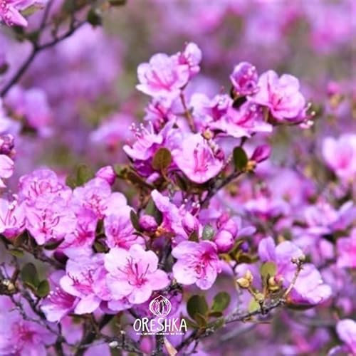Rhododendron Daurian 25 PCS Fresh Seeds. Bagulnik - Blossom into Beauty! (Rhododendron dauricum Seeds)