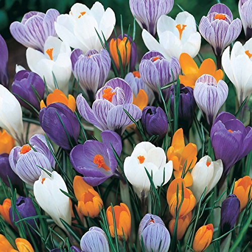 Bolly Bulbs® - Mixed Crocus (25 Bulbs)