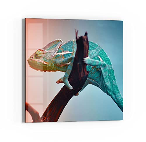 DEQORI Glasbild Acrylglas | Motiv Chamäleon auf Ast | quadratisch einteilig 50x50 cm | schöne Dekoration | Wandbild für Wohnzimmer, Schlafzimmer, Flur & Küche | moderne Wanddeko