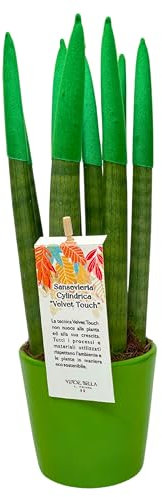 I GIARDINI DI GIULIA - Sansevieria Cylindrica punte di velluto in vaso di ceramica colorato diametro 12 cm. altezza 35 cm, pianta vera (Verde)