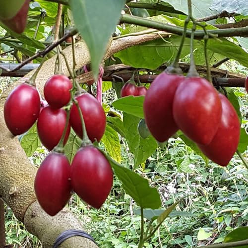25 piezas semillas de árbol de tomate, tomate de árbol de tamarillo, semillas de hortalizas, plantas (Cyphomandra betacea) plantas exóticas, plantas de balcón, semillas de hortalizas de invierno,
