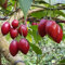 25 piezas semillas de árbol de tomate, tomate de árbol de tamarillo, semillas de hortalizas, plantas (Cyphomandra betacea) plantas exóticas, plantas de balcón, semillas de hortalizas de invierno,