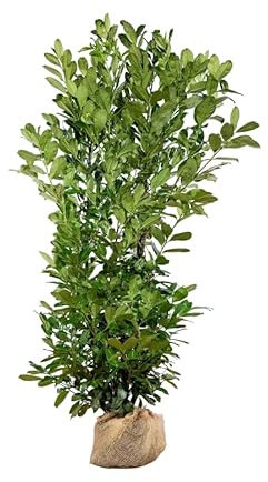 Kirschlorbeer ‚Rotundifolia‘ – Prunus laurocerasus – Heckenpflanze – Auswahl der Höhe 60–225 cm – immergrün & winterhart – ideal für Sichtschutz und dichte Hecken (Variante 200-225cm)