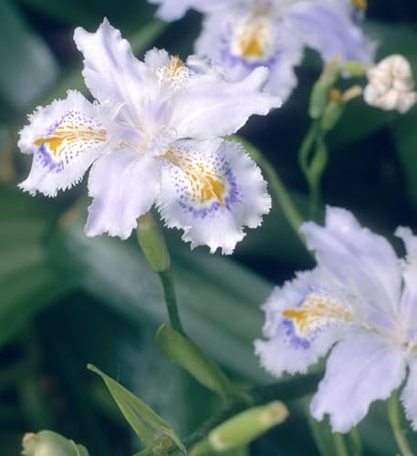 Japanische Iris - Iris japonica - lebende Gartenpflanze aus den Baumschulen