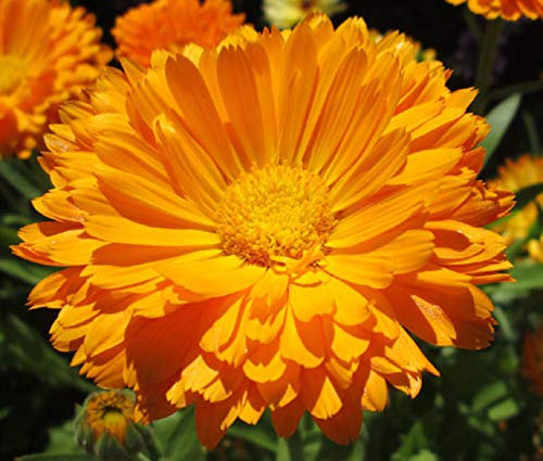 200 Calendula Orange King Seeds - Orange King Pot Marigold - 200 Seeds