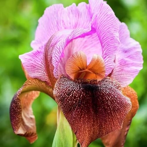 Iris Bulbs for Planting Now UK,Plant Bulbs,Cut Flowers,Garden Flowers,Iris Bulbs,Wedding Flowers,Hardy Perennial,Strong Plants That Grow Well-4Bulbs-H