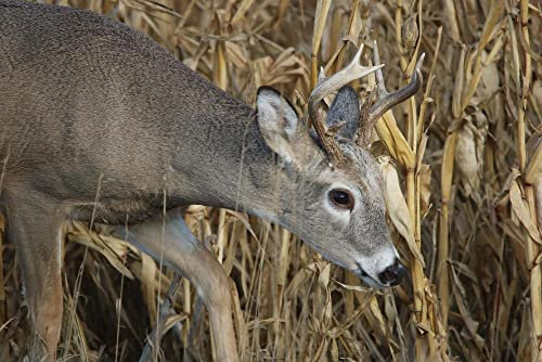 hansepuzzle 19764 - REH im Maisfeld Puzzle 2000 Teile | Tierwelt Puzzle mit hochwertiger Puzzle Aufbewahrung: Kartonbox und Wieder verschließbarem Beutel | Puzzle-Maße: 90 x 60 cm