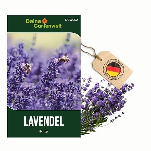 Lavendel Echter Samen - Lavandula angustifolia - Lavendelsamen - Kräutersamen - Saatgut für 50 Pflanzen – 3er Pack