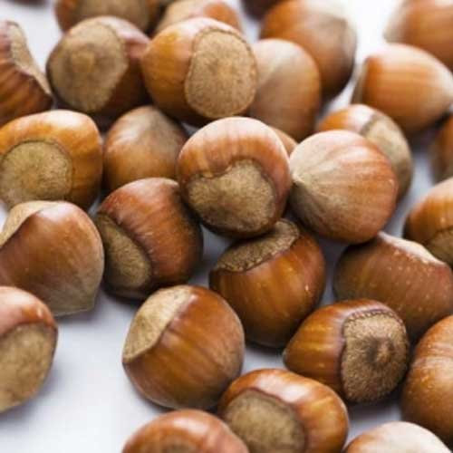 1 PIANTA DI NOCCIOLO TONDO GIFFONI NOCCIOLA MATURAZIONE SETTEMBRE