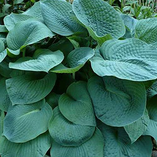 6 x Große blaugraue - Hosta 'Big Daddy': Große, blaugraue Blätter, perfekt für schattige Plätze.