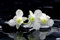 Hexoa Tableau Zen Deco Design orchidée Blanche - Made in France - Tableau Verre Acrylique 45x30