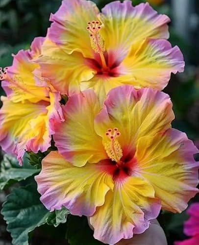 Ibisco vivo cangiante (Hibiscus mutabilis) per giardini esterni, arbusti di rosa del cotone-1 Radici di ibisco-H