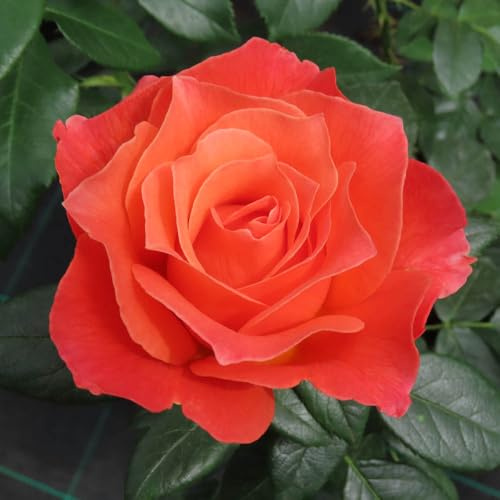 YouGarden Harkness Rose 'To Absent Friends', Established Bush Rose in 4L Pot, Ready to Plant, Summer to Autumn Flowering Gift Rose, Fragrant Flowers with Orange Petals