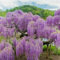 Glicine Wisteria pianta rampicante in vaso ø20 cm h. 170/200 cm con canna Vivaio di Castelletto