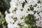 Rhododendron carolinianum 'Dora Amateis' 20-25 cm - Rhododendron, weiße Blüten, Blütezeit April-Mai, ideal für Kübel, winterhart und pflegeleicht