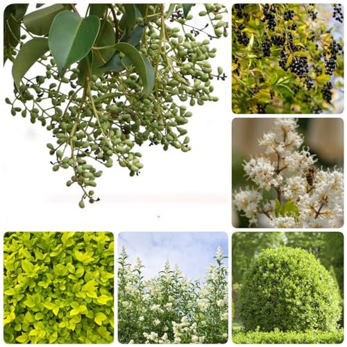 150 Pcs Liguster Samen, Immergrüne Pflanzen Winterhart, Bonsai Anzuchtset, Ligustrum Lucidum, Sträucher Winterhart Blühend Baumsamen Schnellwachsende Sträucher Als Sichtschutz Herbstpflanzen
