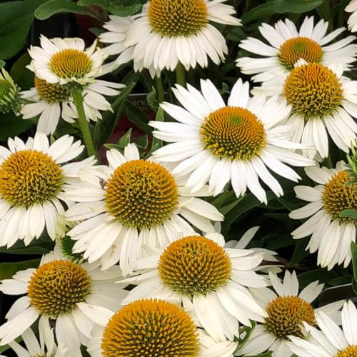 Echinacea purpurea Alba | Bienfreundliche Staude von Intragarten | winterhart und mehrjährig | im Topf gewachsen