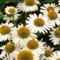 Echinacea purpurea Alba | Bienfreundliche Staude von Intragarten | winterhart und mehrjährig | im Topf gewachsen