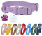 Personalisiertes Hundehalsband-Set, verstellbar, Kunststoffschnalle, mehrere Farben mit ID-Tag (PN-MI3Q-A8F3)