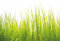 Fototapete Natur Wiese hohes Gras Wohnzimmer Schlafzimmer | 3,84 m x 2,6 m | Grün, Weiß