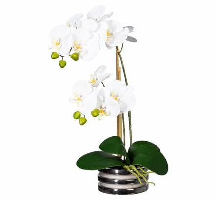 kunstpflanzen-discount.com Künstliche Orchidee 50cm hoch mit Creme-weißen Blüten und grünen Knospen im silbernen Topf
