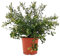 Pianta di CEANOTHUS Lillà della California FIORE BLU TAPPEZZANTE SIEPE vaso17 AMDGarden