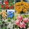 Lilium martagon zwiebeln,winterharte,lilien im topf,lilie riesen,lilien deko,lilien zwiebeln forever susan,lilie,duft lilien,lilien knollen,lilien zwiebeln winterhart mehrjährig.-2 zwiebeln-A