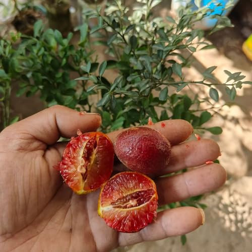 Zitronenbaum samen säulenobst hochbeet balkon balkonpflanzen pflanzen balkon kübelpflanzen winterhart zitronenbaum echt dekopflanzen pflanztöpfe bonsai topf pflanzen für draußen 50pcs