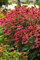 Portal Cool Samen Paket: Echinacea Seeds - Pow Wow - - Staude - 15 Samen