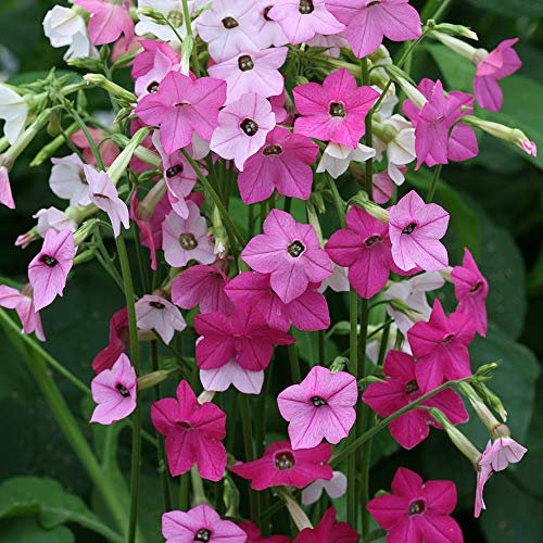 500 Nicotiana Alata Sensation Mixed Seeds - 500 Seeds