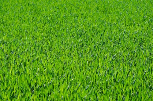 Grass Seed Pro Hard-Wearing Tough Back Lawn Grass Seed DEFRA Certified Seeds Kids and Pets (5kg)