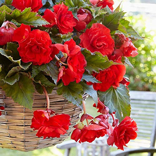 Begonia Pendula Red x 5 Tubers/Corms/Bulbs - Hanging Basket Mix by Growtanical®
