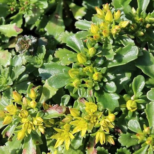 6x Fetthenne Mauerpfeffer - Sedum floriferum ‘Weihenstephaner Gold’ - Topf 9x9cm