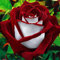 100 Piezas Semillas de Rosa para Sembrar, Semillas Rosa, Semillas Flores, Semillas de Flores, Semillas Flores Exterior, Semillas Plantas Para Jardín, patio, granja (Rojo & blanco)