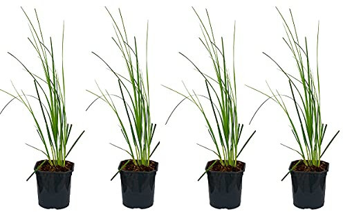 Bloomique | XL Cortaderia 'Mini Pampa' - Zwergpampas Gras Pro 4 Stück - Freilandpflanze im Aufgelegentopf ⌀17 cm - Höhe 25 cm