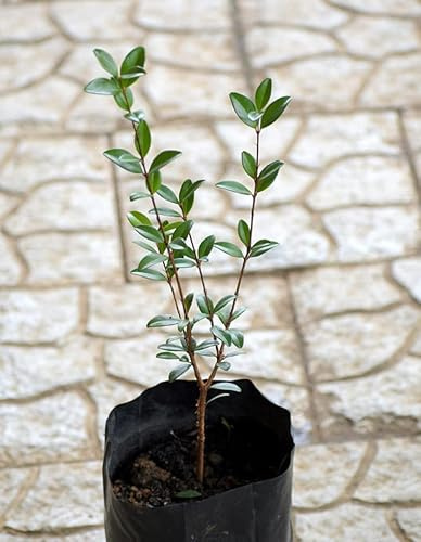 Eugenia ligustrina Caribbean Privet Stopper Rare Tree Sweet Cherry 1 Gallon