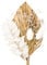 saerryor Dried Flowers for Cakes, Dried Flowers Bouquet, Gold Palm Leaves Cake Topper, Cake Insert Decorations for Wedding Birthday Party Baby Shower Valentine's Day