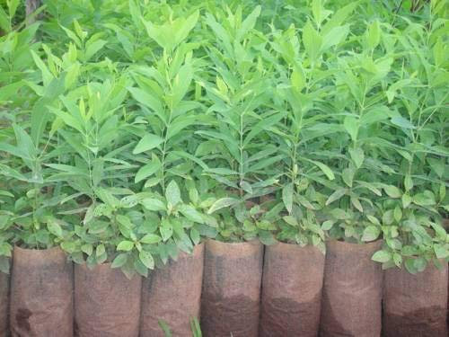 Semi di Sandalo - Santalum Album Seed