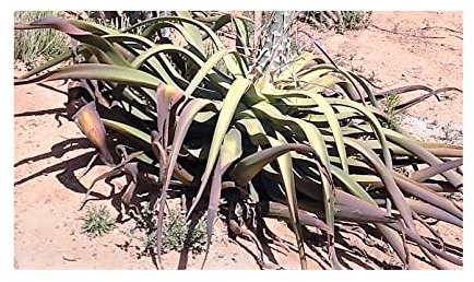 Stk - 10x Agave vilmoriniana Tintenfisch Agave graugrün Pflanzen - Samen B1893 - Seeds & Plants Shop by Ipsa
