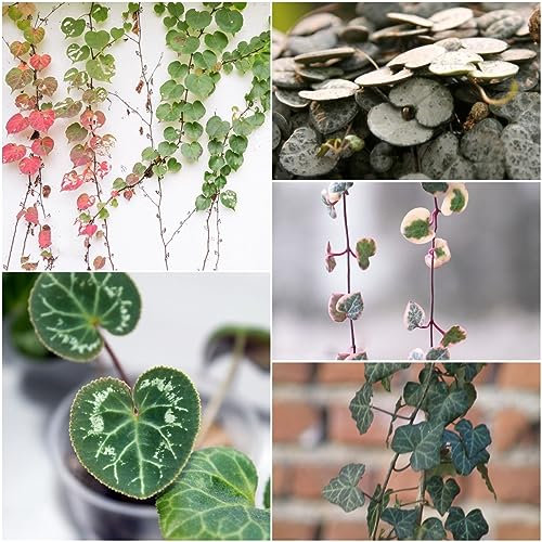 100 pcs Ceropegia woodii variegata samen - balkon deko garten geschenke für frauen fleischfressende pflanzen,Sukkulenten,succulent plants,sukkulente dekopflanzen bonsai kaufen pflanzensamen