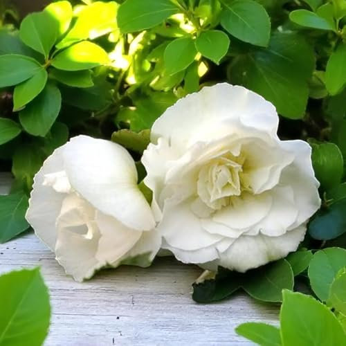 Carbeth Plants Begonia Nonstop White Summer Bedding Plant 2 x 9cm Pots - Easy Grow Garden Ready Weather Resistant Outdoor Shrubs - Summer Flowers for Beds, Borders, Pots & Containers