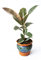 Ficus Robusta Tineke – Una maceta de 13 cm, planta de interior purificadora de aire, plantas vivas ideales para que tu hogar crezca en tus dormitorios, baños, cocinas y salas de estar