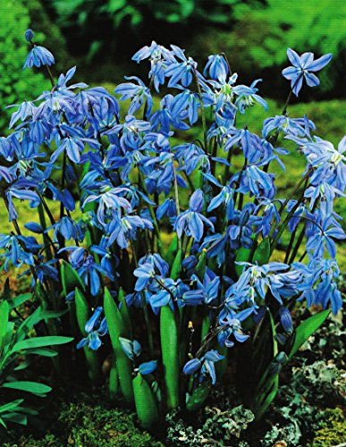 100 Scilla Siberica Blausternchen in Blau Blumenzwiebeln
