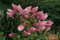 Genipap 10 Stück Hortensie Paniculata Vanille Fraise Erdbeer Hortensie Blumensamen