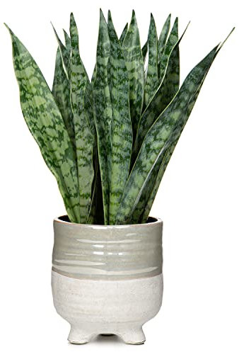 Sansevieria Kunstpflanze im Keramiktopf, kleine Zimmerpflanze, künstliche Schlangenpflanze, Kunstpflanzen wie echt Perfekt für Badezimmer Schlafzimmer Home Office Dekoration, Höhe 31cm